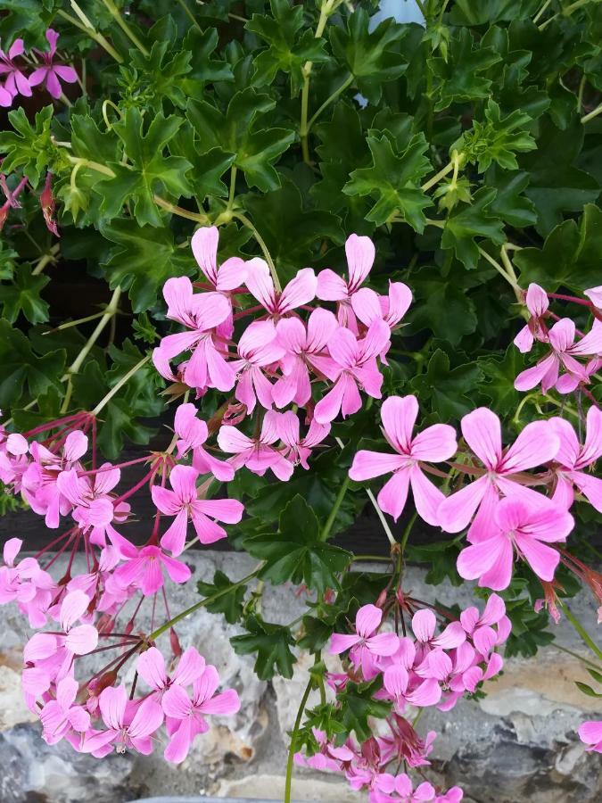 Le Clos Des Hortensias Toutainville Bagian luar foto
