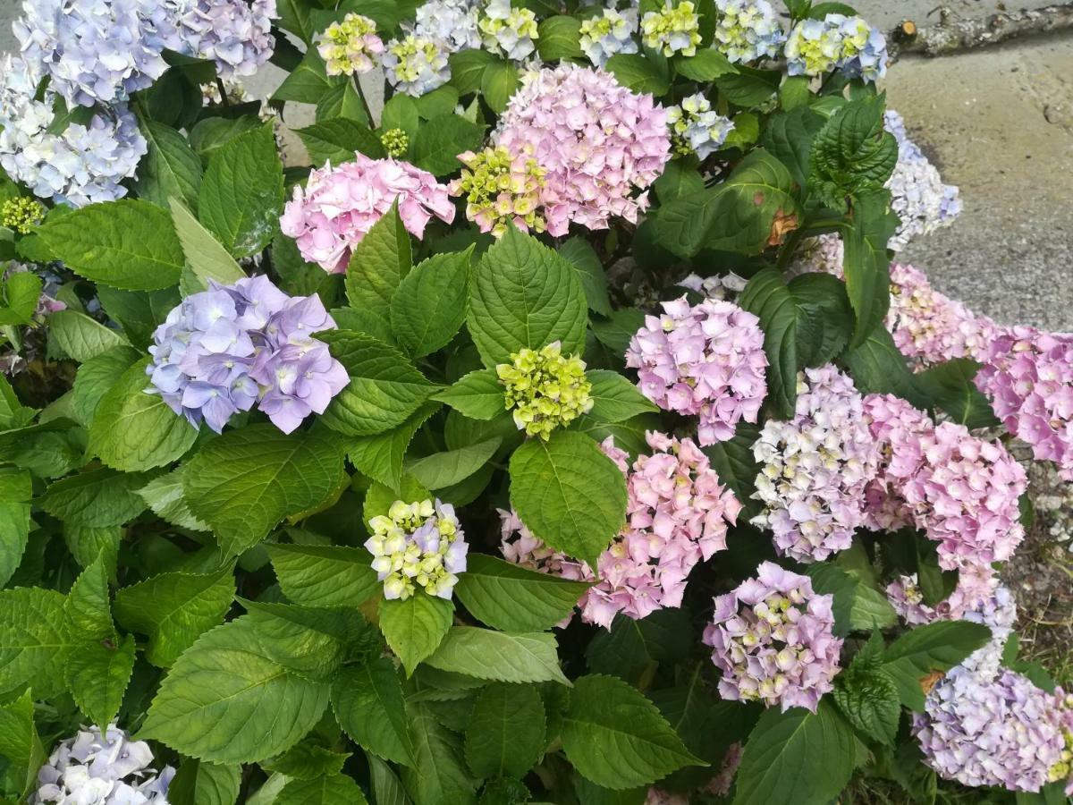 Le Clos Des Hortensias Toutainville Bagian luar foto